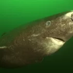 Greenland sharks