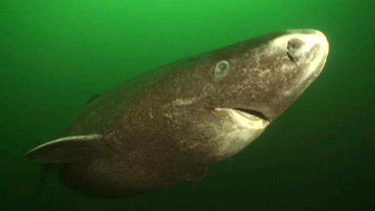 Greenland sharks