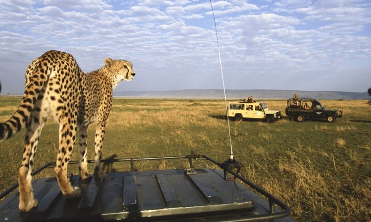 Masai Mara tiger shot